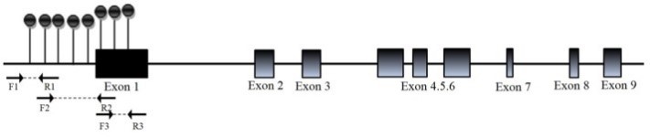 The schematic diagram of the CpG sites in the EPHX1 promoter.jpg